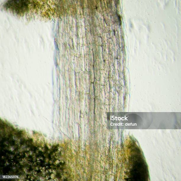 Растение Arabidopsis Thaliana Основной Ткани С Микроволокнами — стоковые фотографии и другие картинки Биология