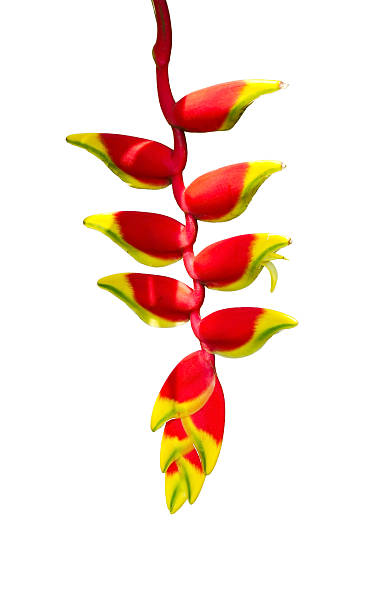 istock Heliconia tropics flower 182265403