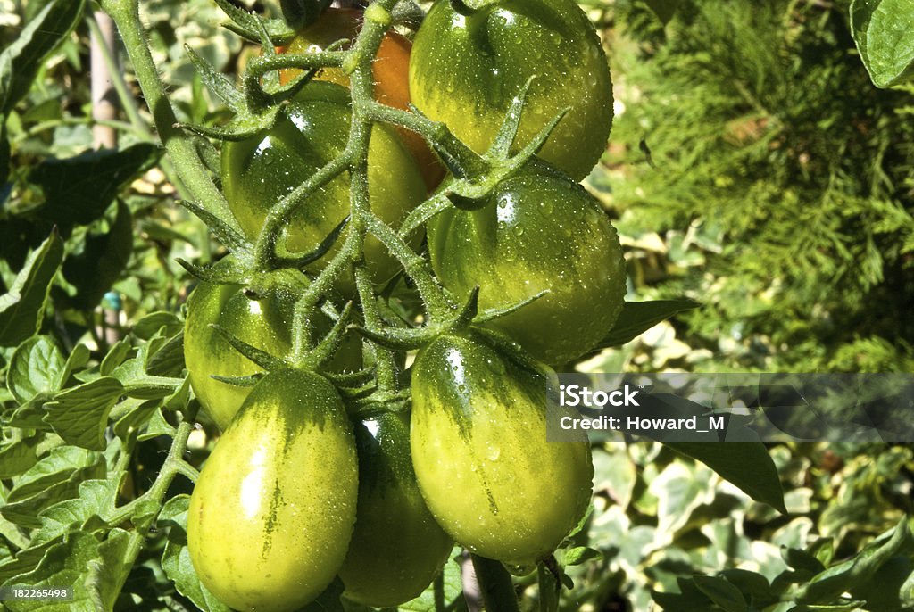 Crescente de tomate - Foto de stock de Armação de Construção royalty-free