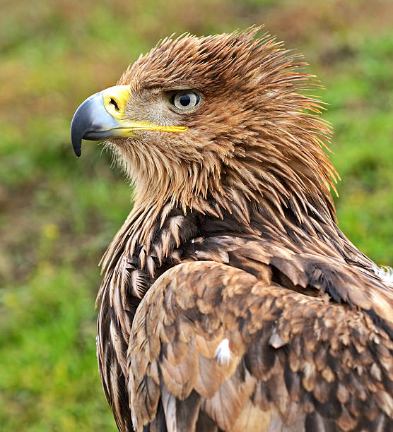 Steppe eagle Portrait of a steppe eagle.Portrait of a steppe eagle. steppe eagle aquila nipalensis stock pictures, royalty-free photos & images