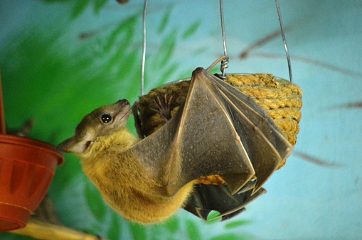 erotic animal bat close-up