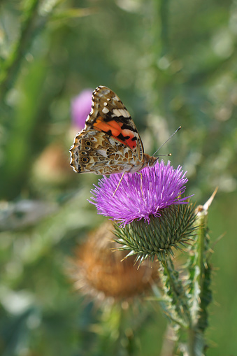 Vanessa cardui - Painted lady butterfly - Distelfalter\nBeautiful butterfly on a thistle flower. Europe.
