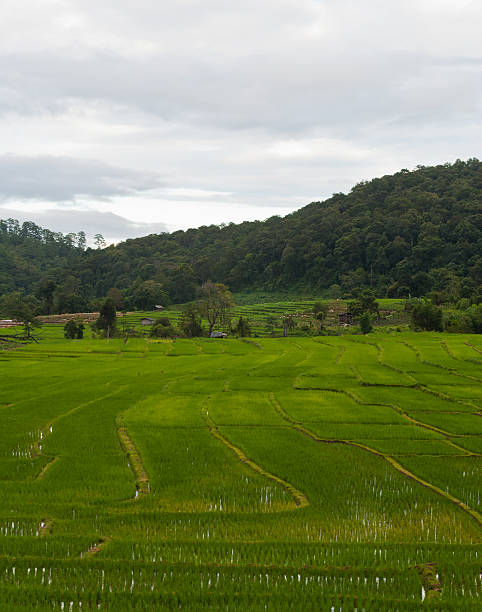 istock Green Terraced Rice Field in Chiang mai, Thailand 182267649