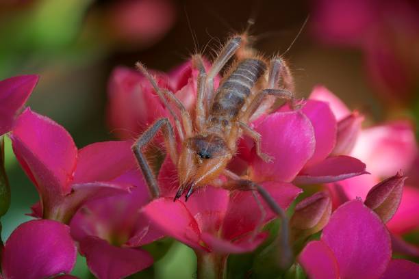 istock a camel spider that is sitting on some flowers and looking at a insect 1822681589