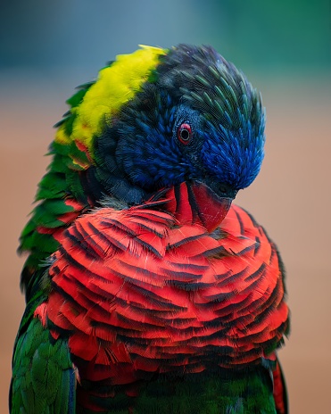 A vibrant avian perched atop its head and neck in a picturesque setting, with its wings outspread and tail feathers fanned out in a majestic display