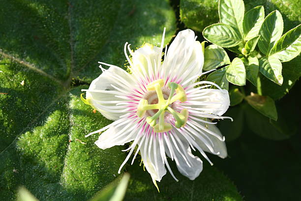 Passiflora foetida L stock photo
