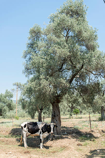 vacca con plumb mammella - mehrere tiere foto e immagini stock