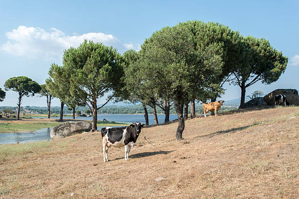vacca con plumb mammella - mehrere tiere foto e immagini stock