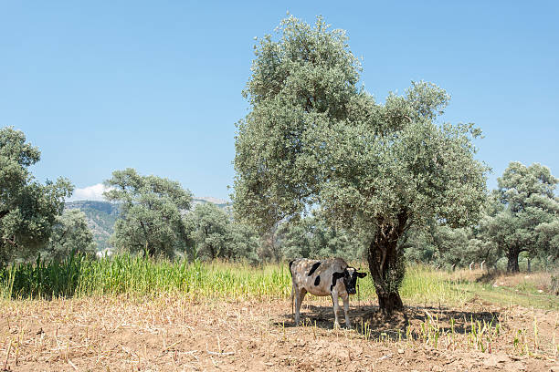 vacca con plumb mammella - mehrere tiere foto e immagini stock