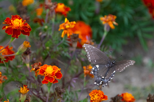 Butterfly- Swallowtail Butterfly in Flight with orange flowers- Howard County, Indiana