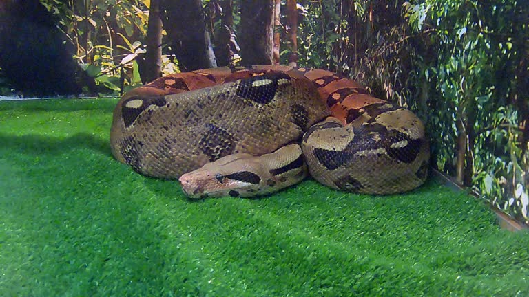 20+ Albino Reticulated Python Stock Videos and Royalty-Free Footage ...