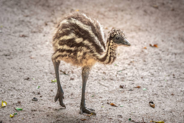 istock Baby Emu (Dromaius novaehollandiae) - Australian Flightless Bird 1822696594