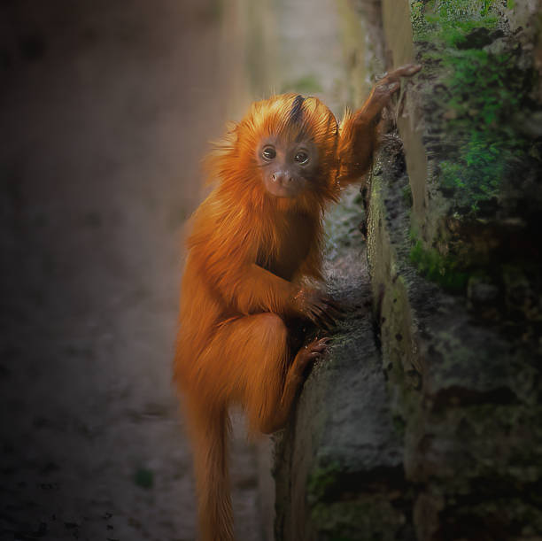 A capuchin monkey, seen in profile, is sitting on a rock. Underneath the rock is the water of a lake or swamp. Green vegetation can be seen in the background.