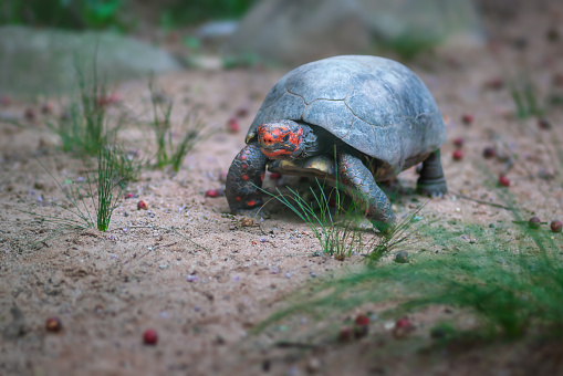 Red-footed Tortoise (Chelonoidis carbonaria)
