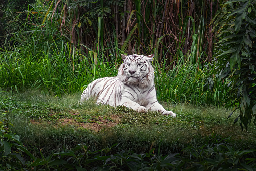 White Bengal Tiger seen in the green tropical rainforest.