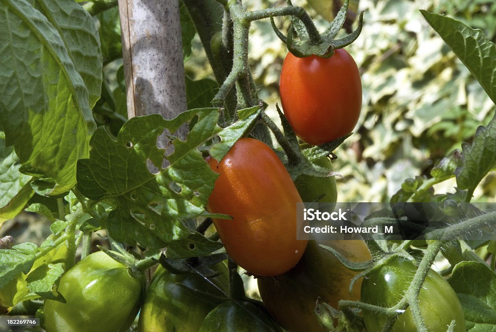 Os tomates - Royalty-free Ao Ar Livre Foto de stock