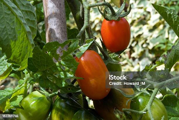 Os Tomates - Fotografias de stock e mais imagens de Ao Ar Livre - Ao Ar Livre, Armação de Construção, Caule de planta