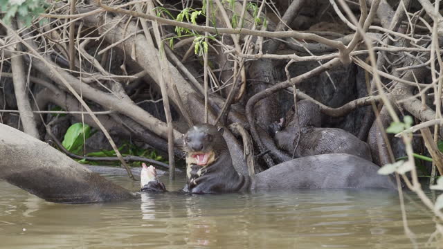 Family of giant river otter, Pteronura brasiliensis, hunting and devouring fish in front of their den in the swamp region of the Pantanal near Porto Jofre in Brazil.