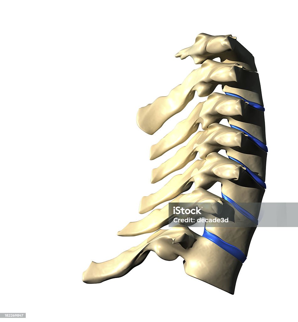 Der Halswirbelsäule – seitlicher Blick - Lizenzfrei Anatomie Stock-Foto