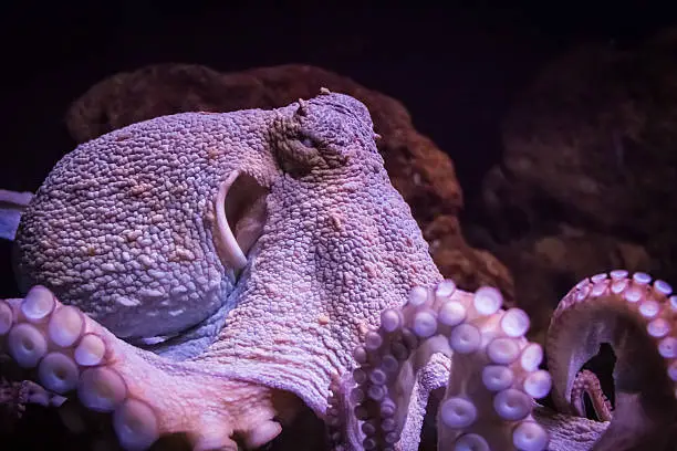 An octopus with cruel eyes