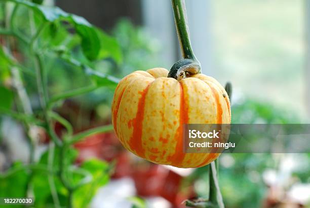 Photo libre de droit de Citrouille Dans La Serre banque d'images et plus d'images libres de droit de Agriculture - Agriculture, Aliment, Automne