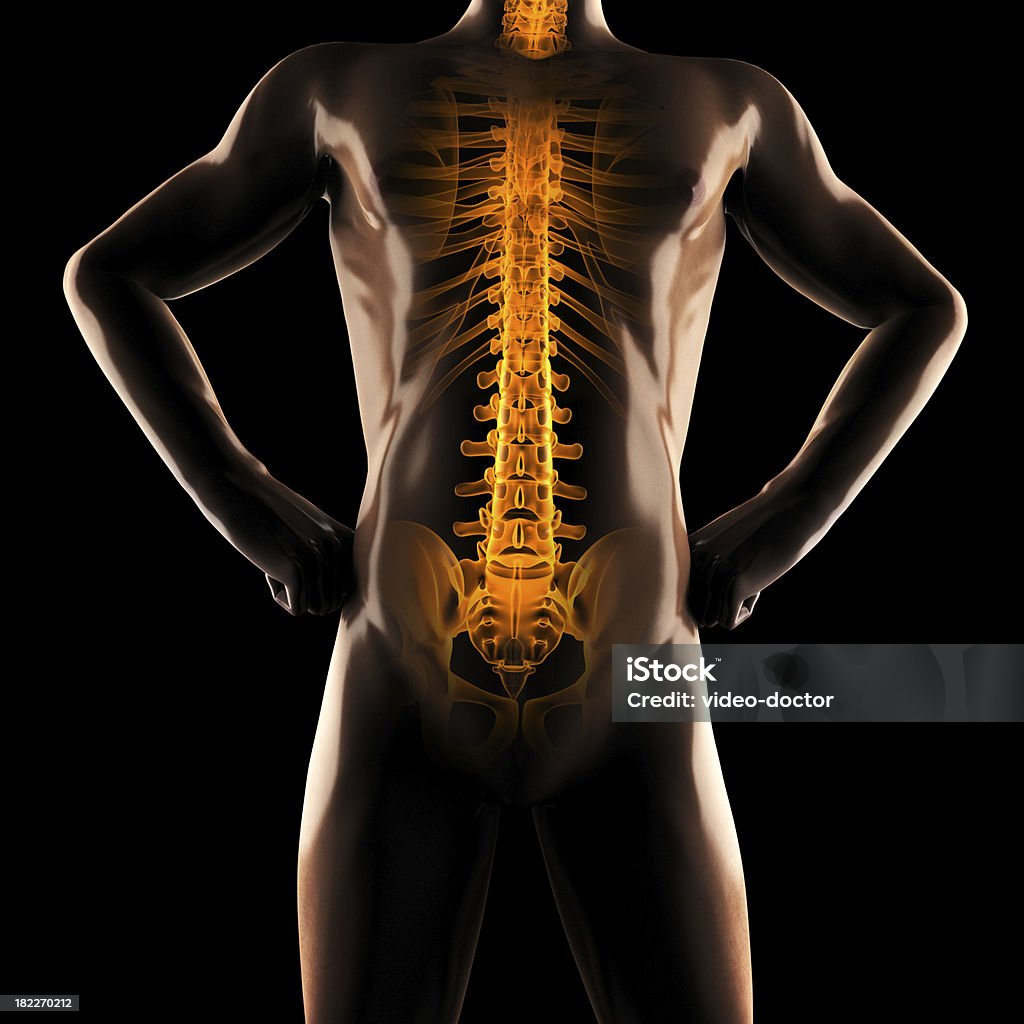 Menschliche radiography scan - Lizenzfrei Anatomie Stock-Foto