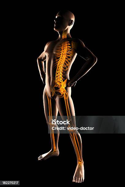 Radiografía Humanos Barrido Foto de stock y más banco de imágenes de Adulto - Adulto, Anatomía, Articulación