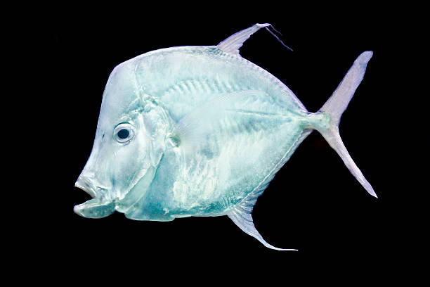 istock fish Silver Moonfish,Lookdowns-Selene vomer 182270400
