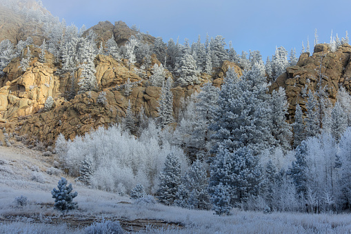 Frosty pines in Eleven Mile Canyon Colorado