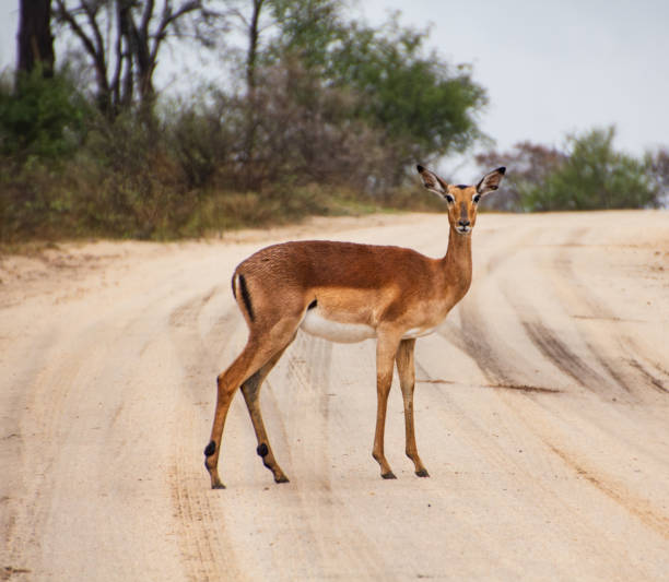 istock an impala on a deserted park road 1822709417