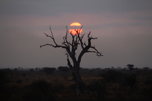 A sunrise in the savannah, with the ambience of flora and fauna