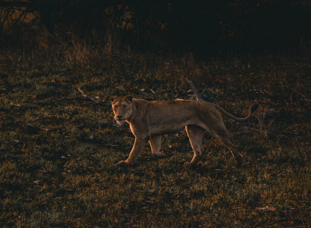 istock A young lion alone in the savannah 1822710390