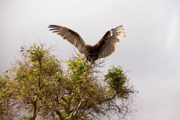 A Brown Snake Eagle on the move A Brown Snake Eagle on the move, perched on its branch and gazing at the horizon. brown snake eagle stock pictures, royalty-free photos & images