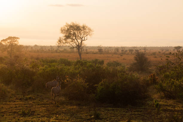 istock A sunrise in the savannah 1822710484