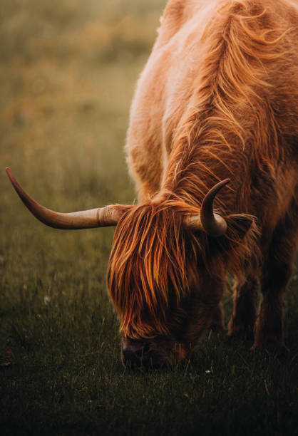 istock Close Up Highland Cow in Field 1822713720