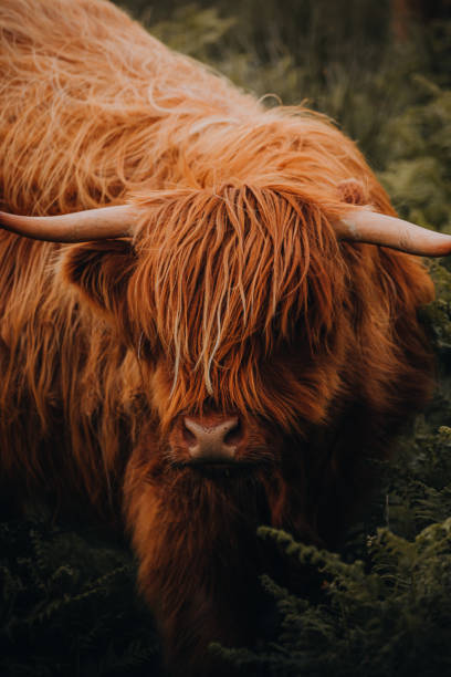 istock Close Up Face of Highland Cow 1822714245