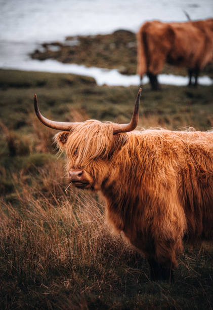 istock Highland Cows by Loch 1822714487