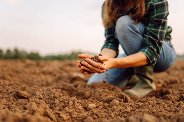 istock Woman's dirty hands hold black soil on the field. 1822714794