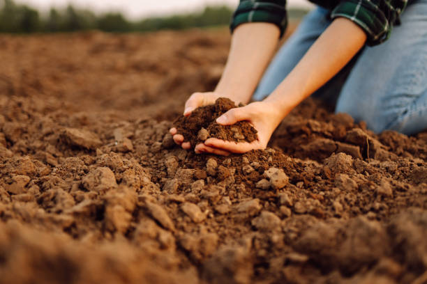 istock Woman's dirty hands hold black soil on the field. 1822715314
