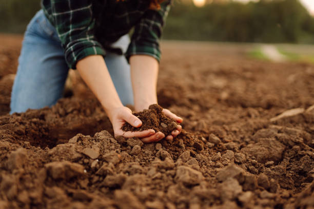 istock Woman's dirty hands hold black soil on the field. 1822715830