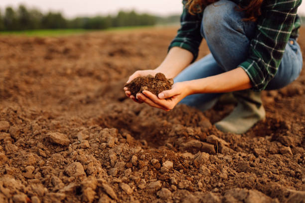 istock Woman's dirty hands hold black soil on the field. 1822715837