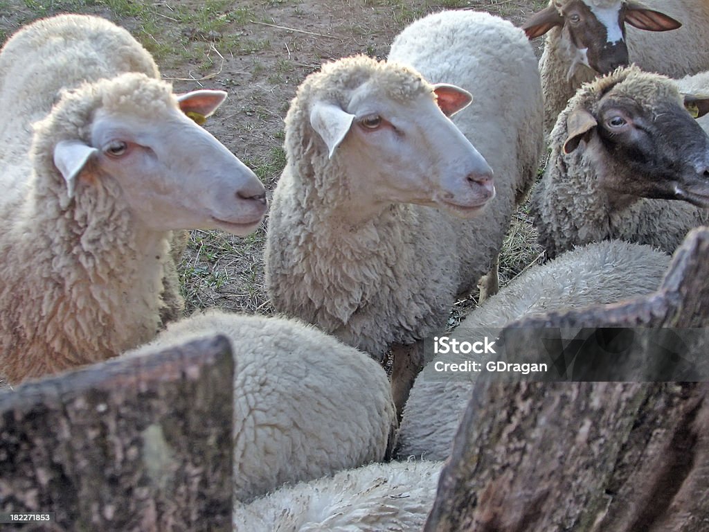 Sheep Sheep herd looking. Sheep herd in the field. Gate Stock Photo