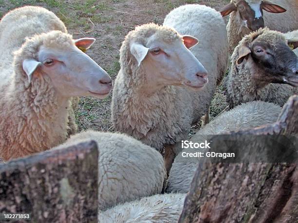Sheep Stock Photo - Download Image Now - Gate, Sheep, Agriculture