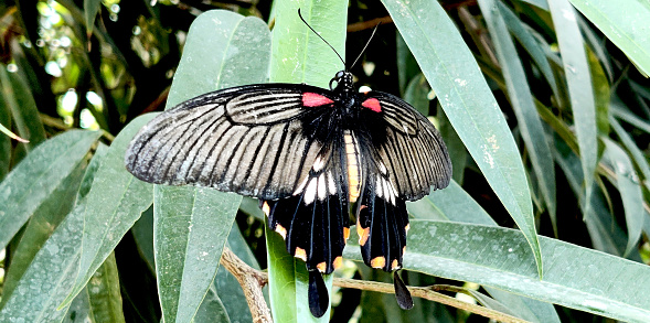 Papilio memnon or the great Mormon butterfly resting on some leaves