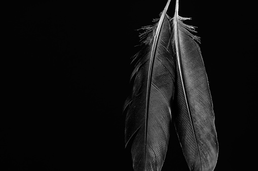 Macro photo of 2 beautiful birds feathers with water drops on a black background.