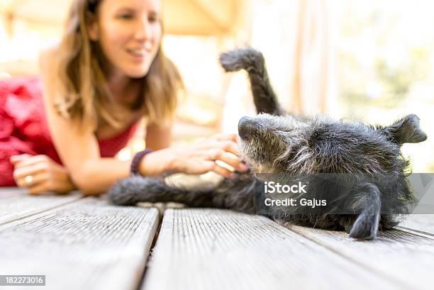 Young Girl Rubs The Belly Of A Scraggly Dog On Its Back Stock Photo - Download Image Now