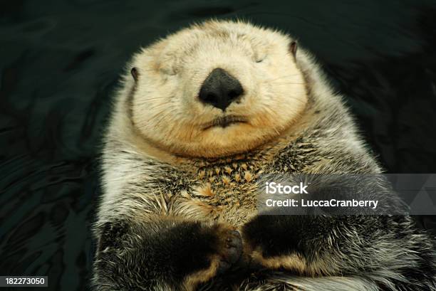 Sea Otter Stock Photo - Download Image Now - Lisbon - Portugal, Otter, Animal