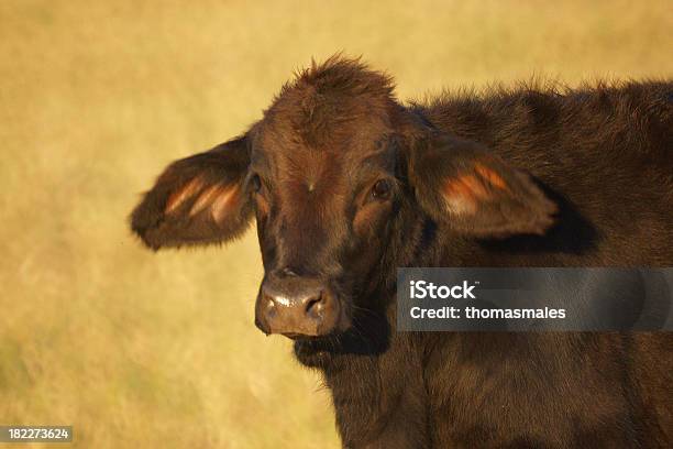 El Aspecto De Innocense Foto de stock y más banco de imágenes de Agricultura - Agricultura, Aire libre, Amarillo - Color