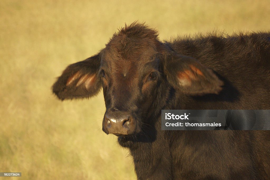 Le look innocense - Photo de Agriculture libre de droits