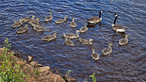 Canada geese with goslings on the river Skellefteälven in Skelleftea, Sweden, Europe